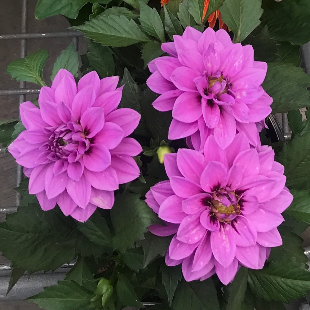 Meet your Posher, Karla